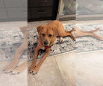 Small Photo #5 Labrador Retriever-Unknown Mix Puppy For Sale in Oakhurst, NJ, USA
