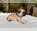 Small #2 Pug