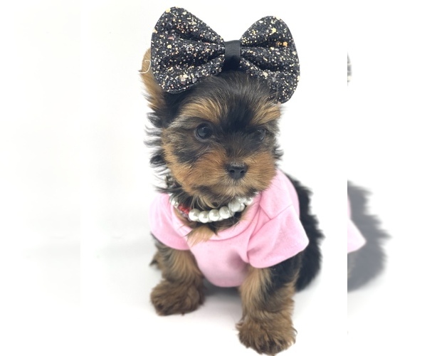 Medium Photo #4 Yorkshire Terrier Puppy For Sale in CORAL SPRINGS, FL, USA