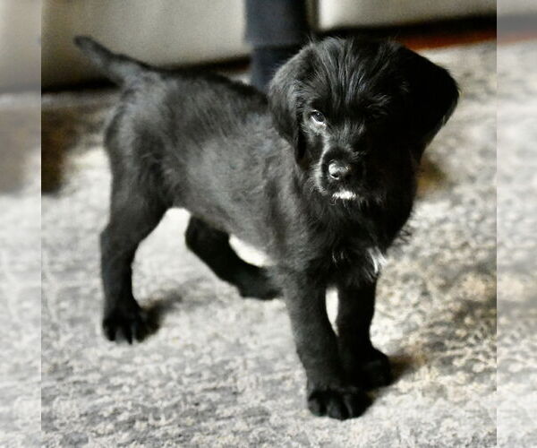 Medium Photo #4 Labrador Retriever-Unknown Mix Puppy For Sale in Mechanicsburg, PA, USA
