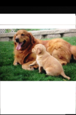 Father of the Golden Retriever puppies born on 06/02/2016
