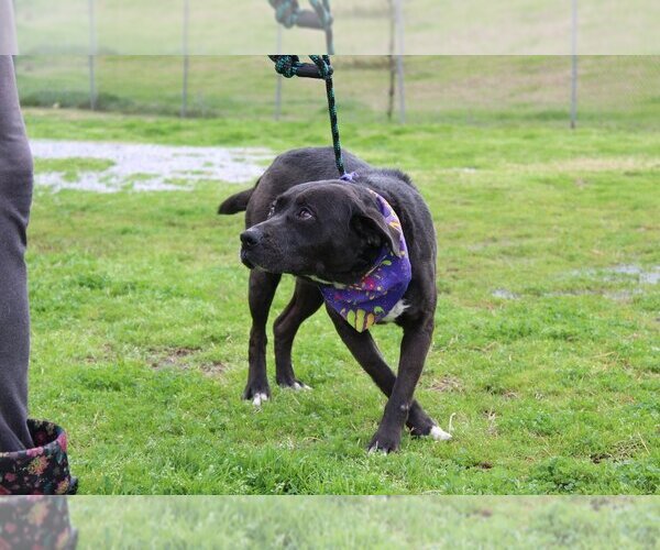 Medium Photo #2 Mutt Puppy For Sale in Abbeville, LA, USA