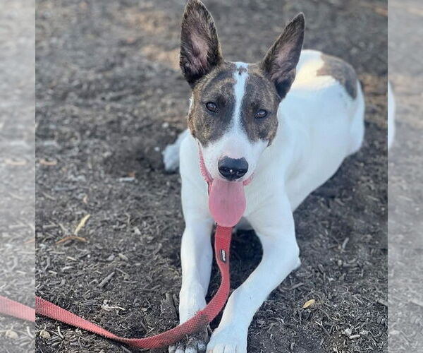 Medium Photo #4 Mutt Puppy For Sale in Hayward, CA, USA