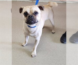 Pug Dogs for adoption in San Bernardino, CA, USA
