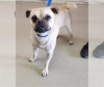 Small Pug