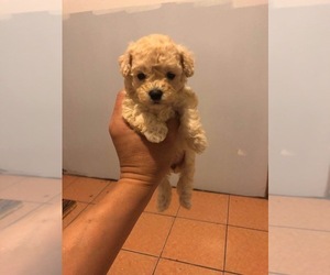 Poodle (Toy) Puppy for sale in JERSEY CITY, NJ, USA