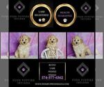 Small #6 Poodle (Miniature)