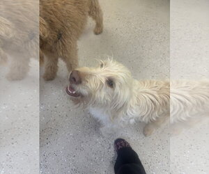 Mutt Dogs for adoption in York, SC, USA