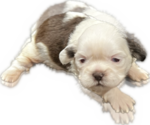 Puppy 1 Shih Tzu