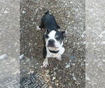 Small #5 Boston Terrier