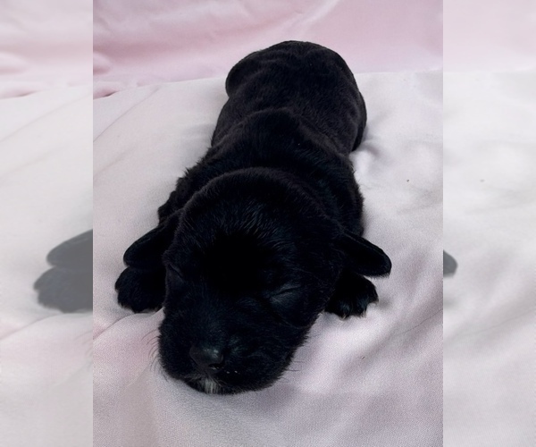 Medium Photo #4 Cavapoo Puppy For Sale in PENSACOLA, FL, USA