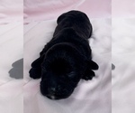 Small Photo #5 Cavapoo Puppy For Sale in PENSACOLA, FL, USA