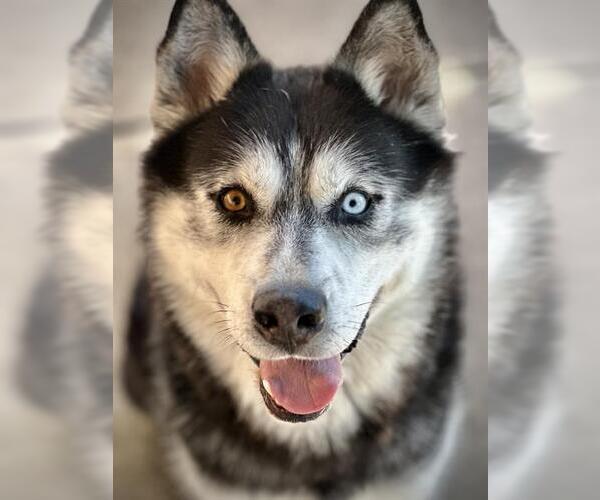 Medium Photo #3 - Mix Puppy For Sale in Lodi, CA, USA