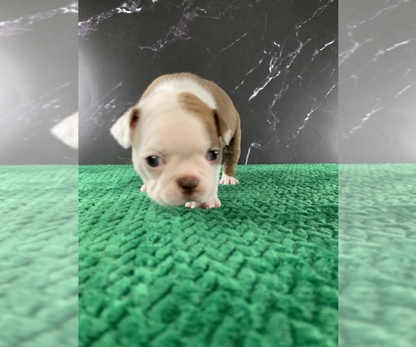 Medium Photo #25 Boston Terrier Puppy For Sale in TULARE, CA, USA