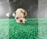 Small Photo #25 Boston Terrier Puppy For Sale in TULARE, CA, USA