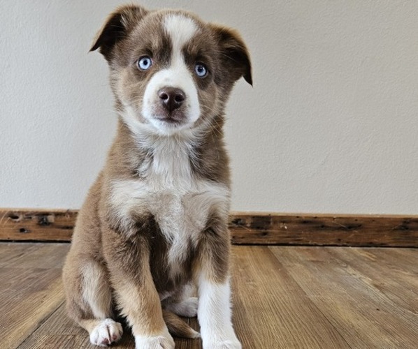 Medium Photo #1 Miniature Australian Shepherd Puppy For Sale in MILTON, WI, USA