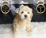 Small #5 Maltipoo