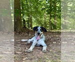 Small #1 Bluetick Coonhound