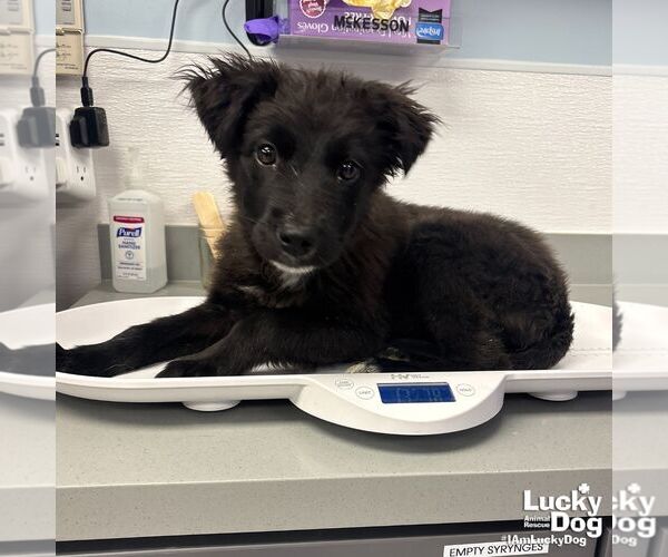 Medium Photo #1 Retriever -Unknown Mix Puppy For Sale in Washington, DC, USA