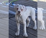Small #7 Boxer