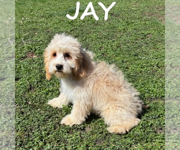 Medium Photo #2 Cockapoo (Miniature) Puppy For Sale in HARTLAND, MN, USA