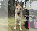 Small #1 German Shepherd Dog Mix