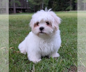 Mal-Shi Puppy for sale in GUYTON, GA, USA