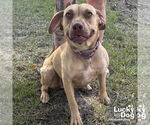 Small #1 Labrador Retriever Mix