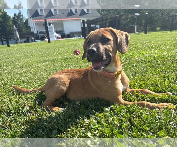 Medium Photo #4 Boxer-Unknown Mix Puppy For Sale in Chester, VA, USA