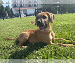 Small #3 Boxer Mix