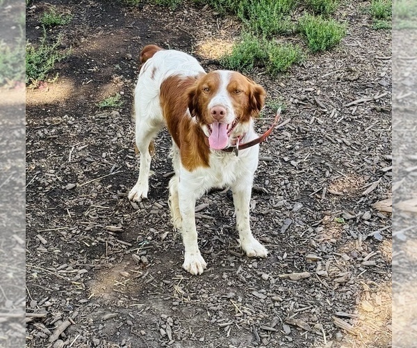 Medium Photo #1 Brittany Puppy For Sale in FISHER, IL, USA
