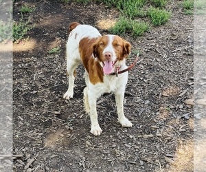 Father of the Brittany puppies born on 06/18/2025
