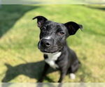 Small Photo #3 Labrador Retriever-Unknown Mix Puppy For Sale in Temple, TX, USA