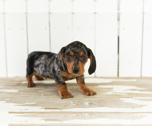 Dachshund Puppy for sale in BREMEN, IN, USA