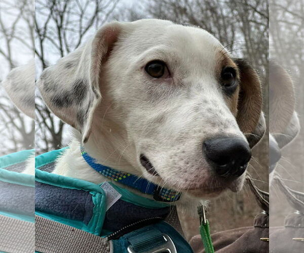 Medium Photo #7 Mutt Puppy For Sale in Westwood, NJ, USA