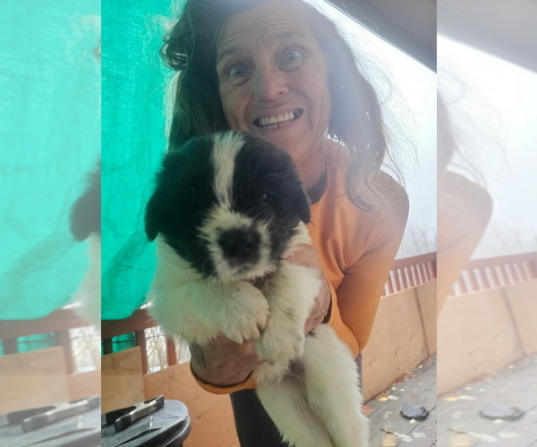 Medium Photo #11 Newfoundland Puppy For Sale in SPRAGUE, WA, USA