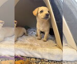 Small #3 Brittany-Dachshund Mix