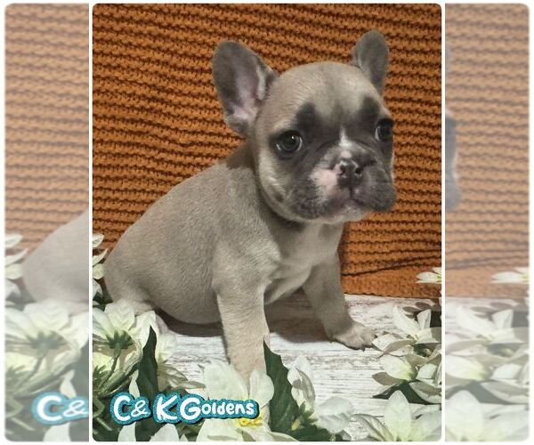 Medium Photo #5 French Bulldog Puppy For Sale in MOULTON, IA, USA