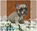 Small #4 French Bulldog