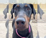 Small Doberman Pinscher