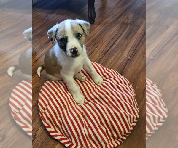 Medium Photo #1 Australian Shepherd-Great Dane Mix Puppy For Sale in Rockaway, NJ, USA