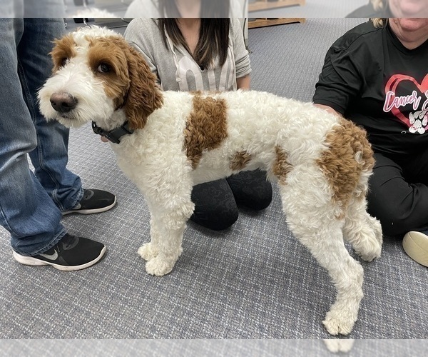 Medium Photo #1 Goldendoodle (Miniature) Puppy For Sale in ELBERT, CO, USA
