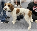 Small Photo #1 Goldendoodle (Miniature) Puppy For Sale in ELBERT, CO, USA