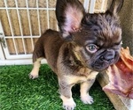 Small #9 French Bulldog