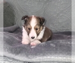 Small Photo #2 Shetland Sheepdog Puppy For Sale in GEORGETOWN, KY, USA