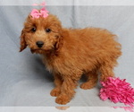 Small #2 Goldendoodle (Miniature)