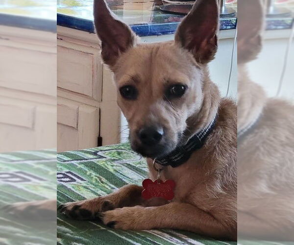 Medium Photo #6 Chihuahua-Unknown Mix Puppy For Sale in San Diego, CA, USA