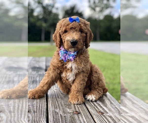 View Ad Goldendoodle Puppy for Sale near Florida, KISSIMMEE, USA. ADN