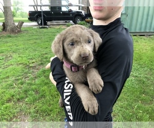Labrador Retriever Puppy for sale in MITCHELLVILLE, IA, USA