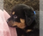 Small #19 Rottweiler